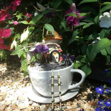 Lottie's garden