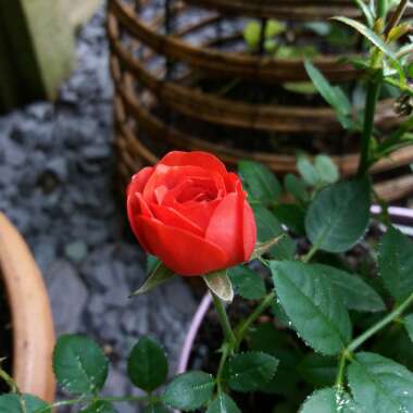 Lottie's garden