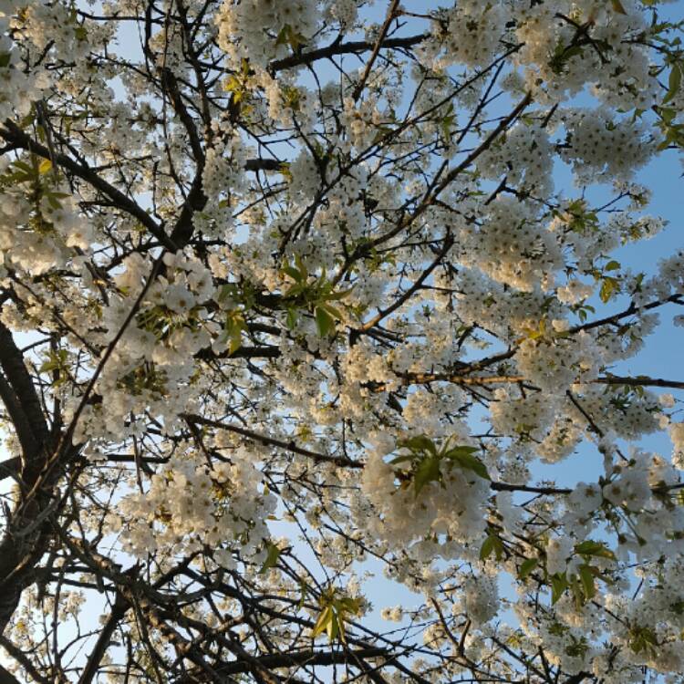 plant image 1008039
