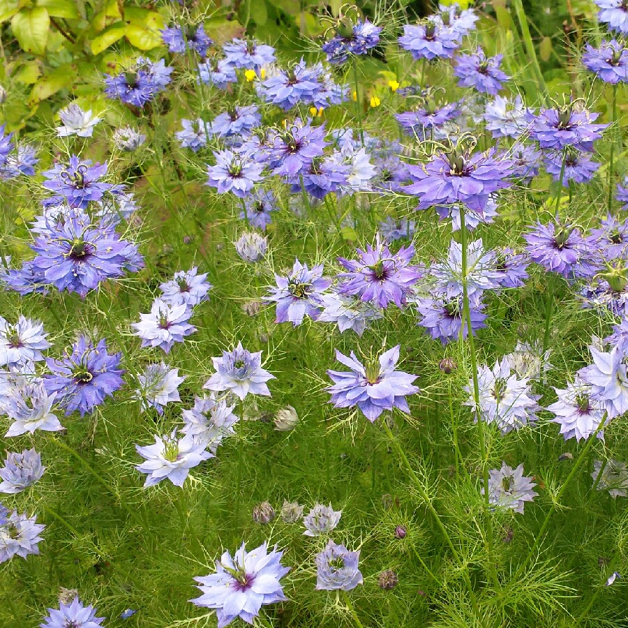 Nigella