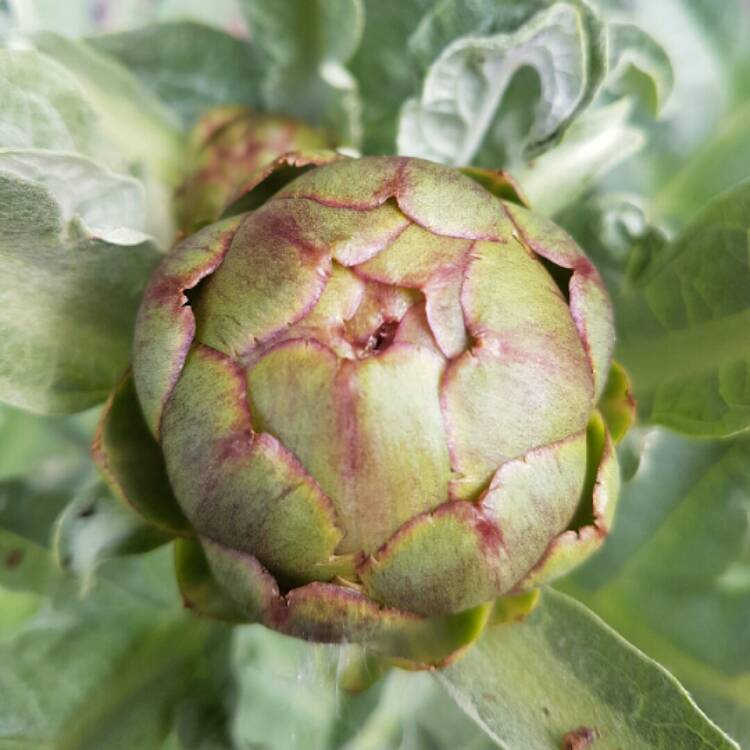 plant image 1058498