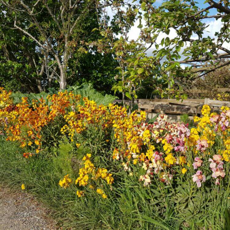 plant image 1058525