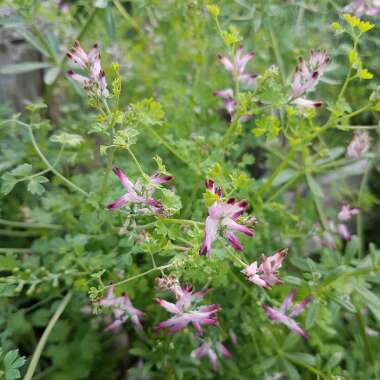 Common Ramping Fumitory