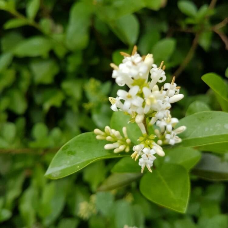 plant image 1333874
