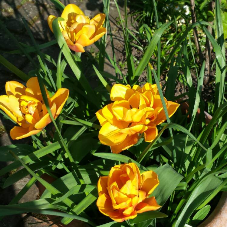 plant image 361989