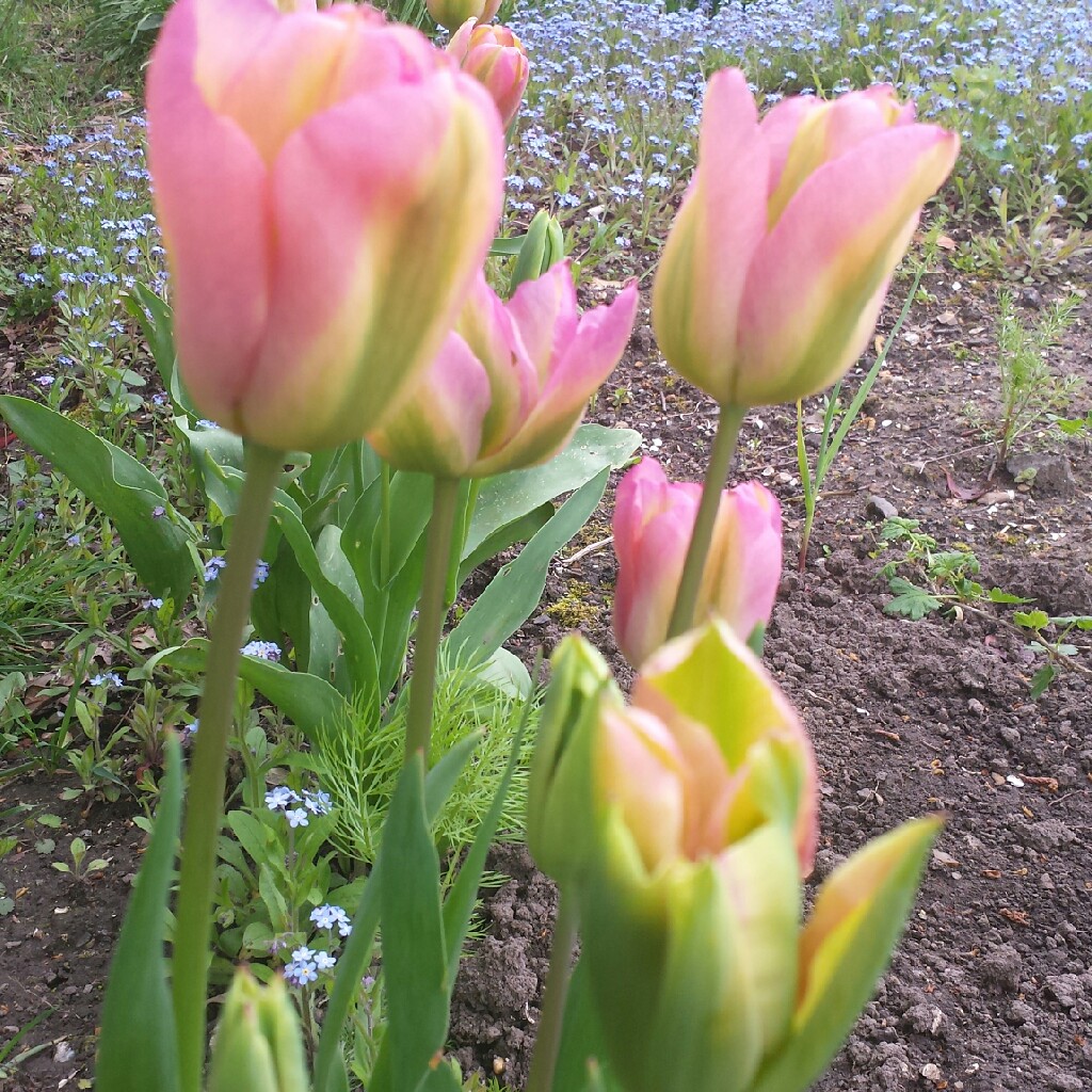 Plant image Tulipa 'Groenland'