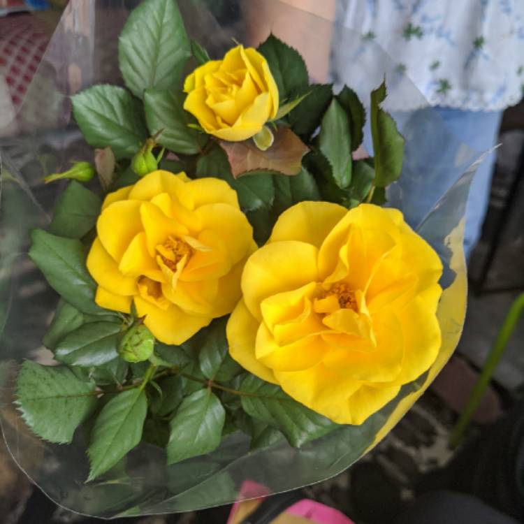 plant image 1386669