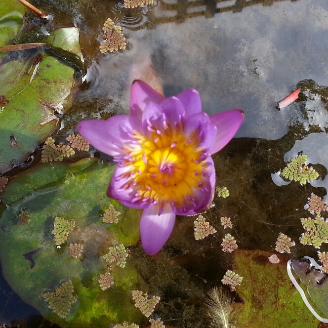 Nymphaea