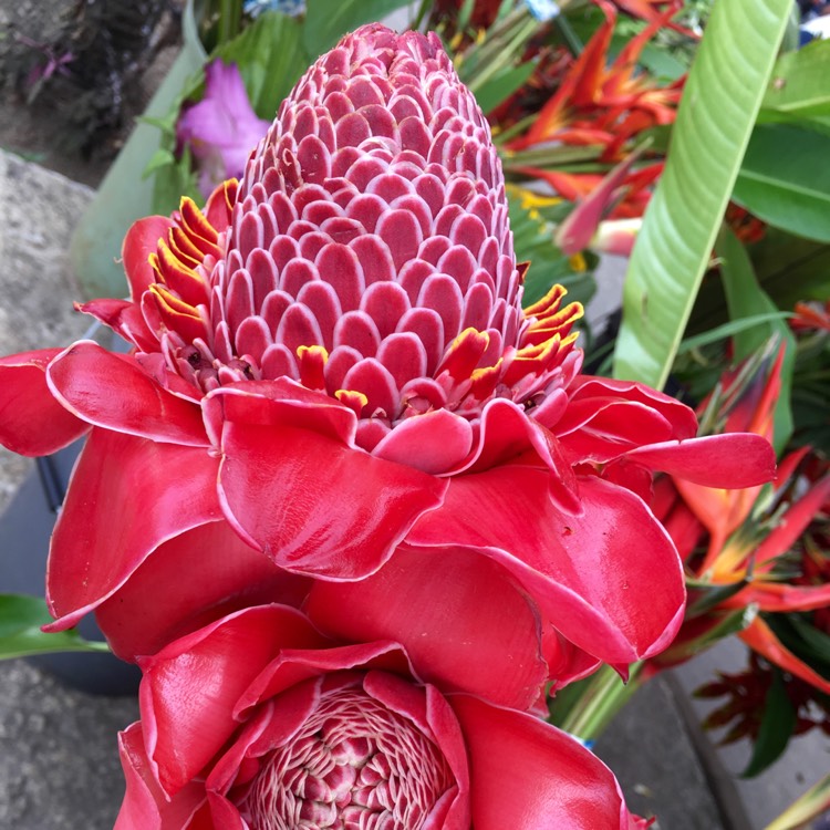 Plant image Etlingera elatior