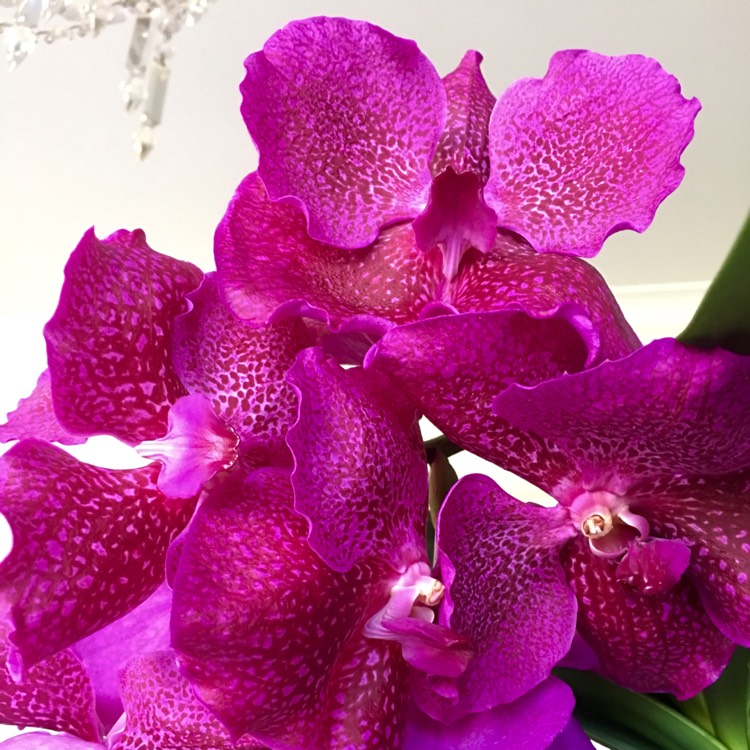 Plant image Vanda