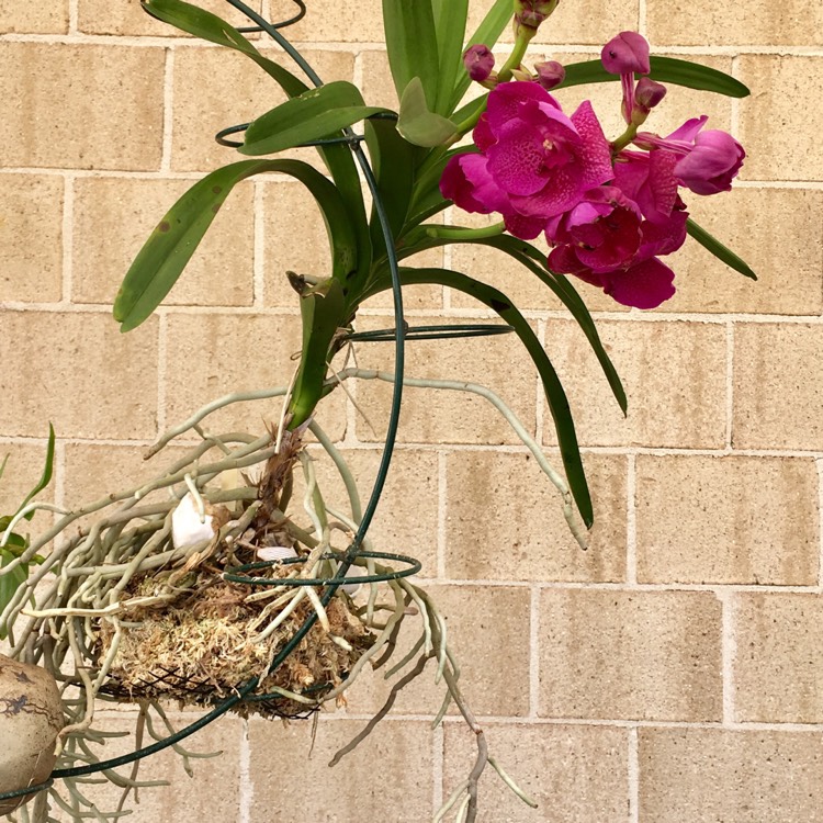plant image 449961