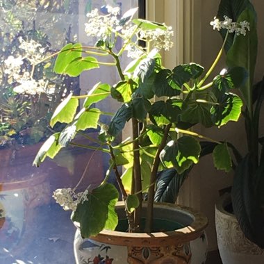 Merryl's garden