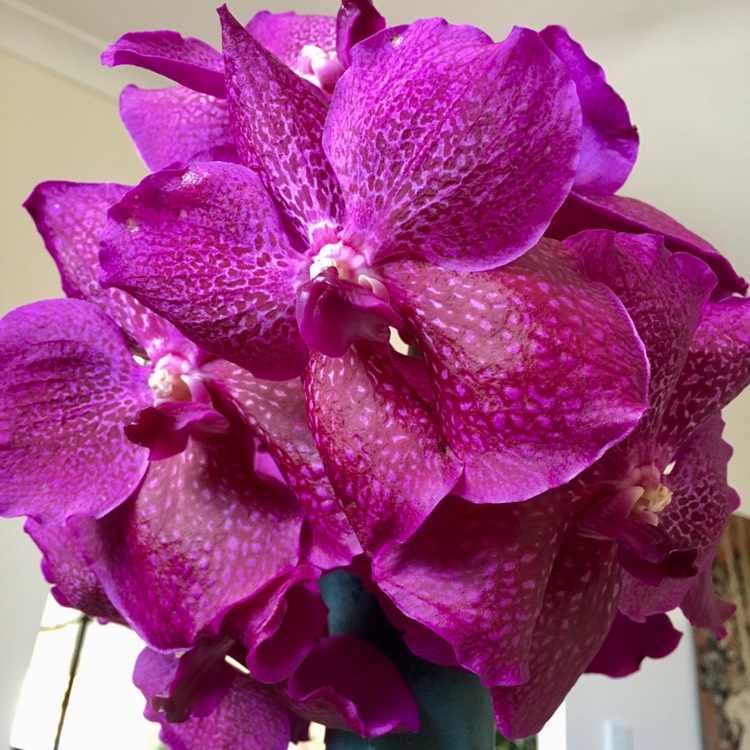 plant image 596785