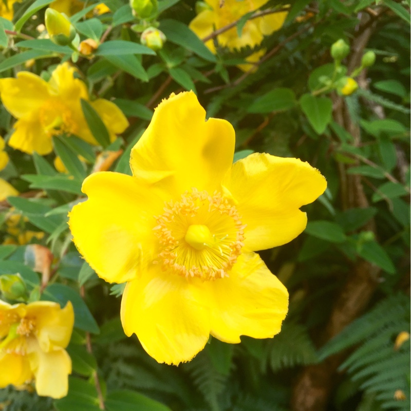 Angela's garden