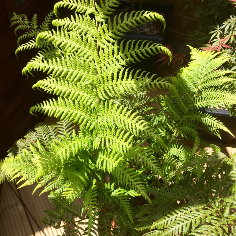Angela's garden