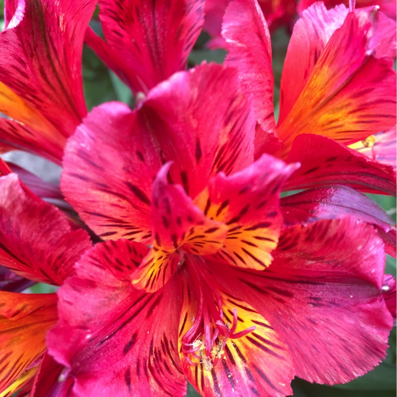 Angela's garden