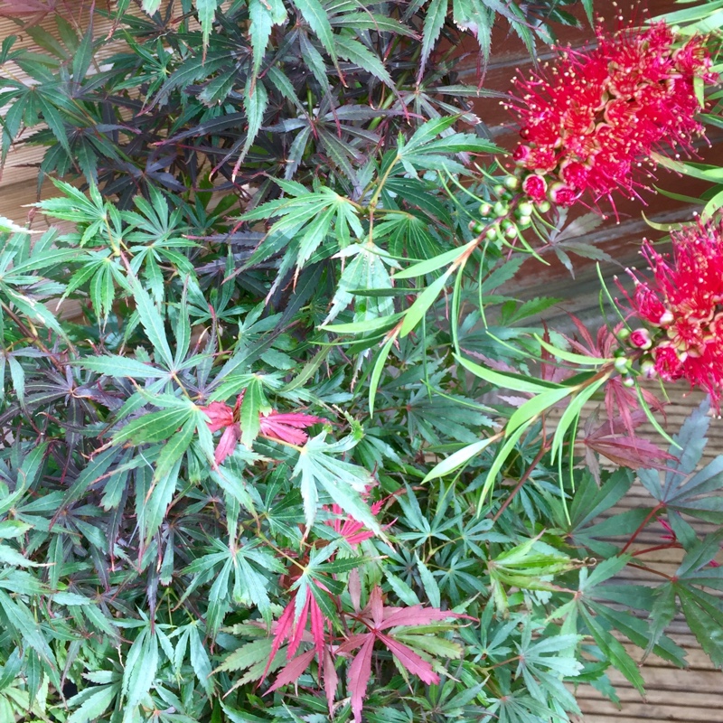 Angela's garden