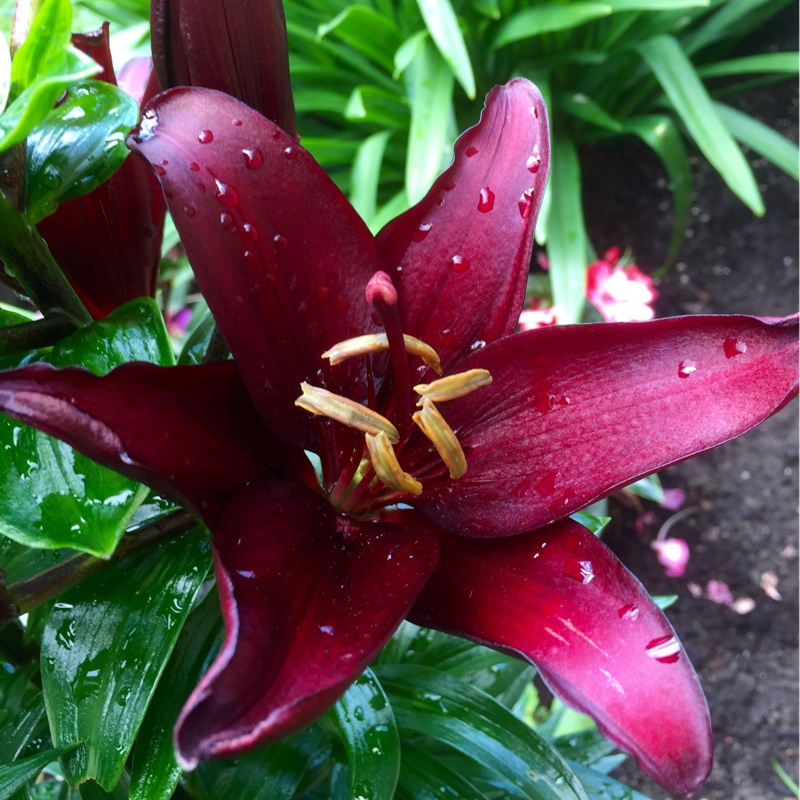 Angela's garden