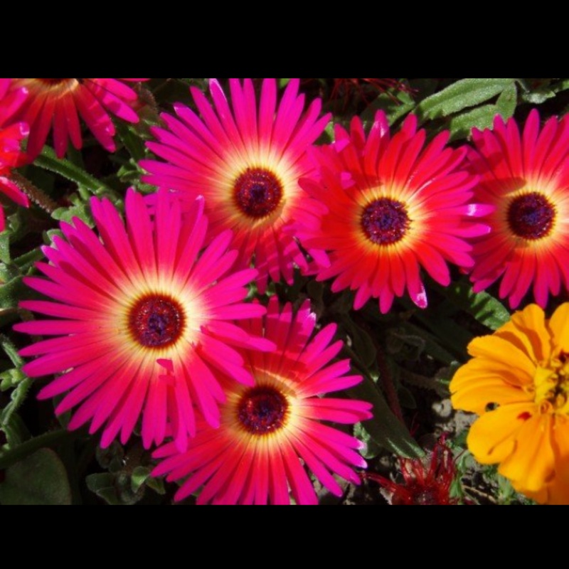plant image 117963 plant image 117963