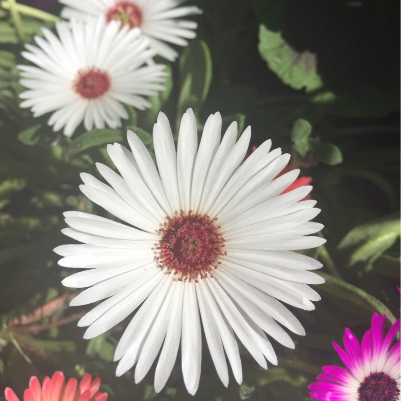plant image 172747 plant image 172747