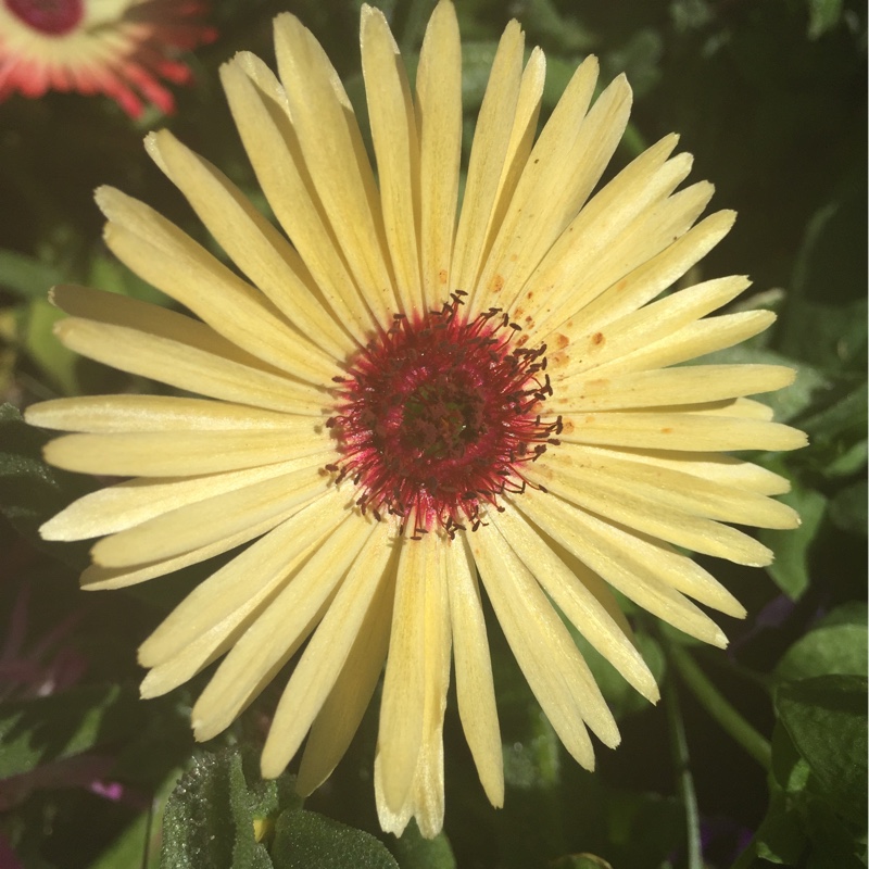 plant image 172750 plant image 172750