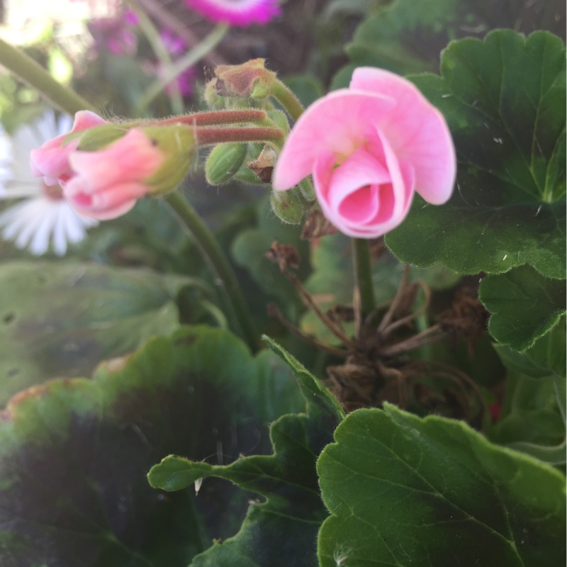 Louise's garden