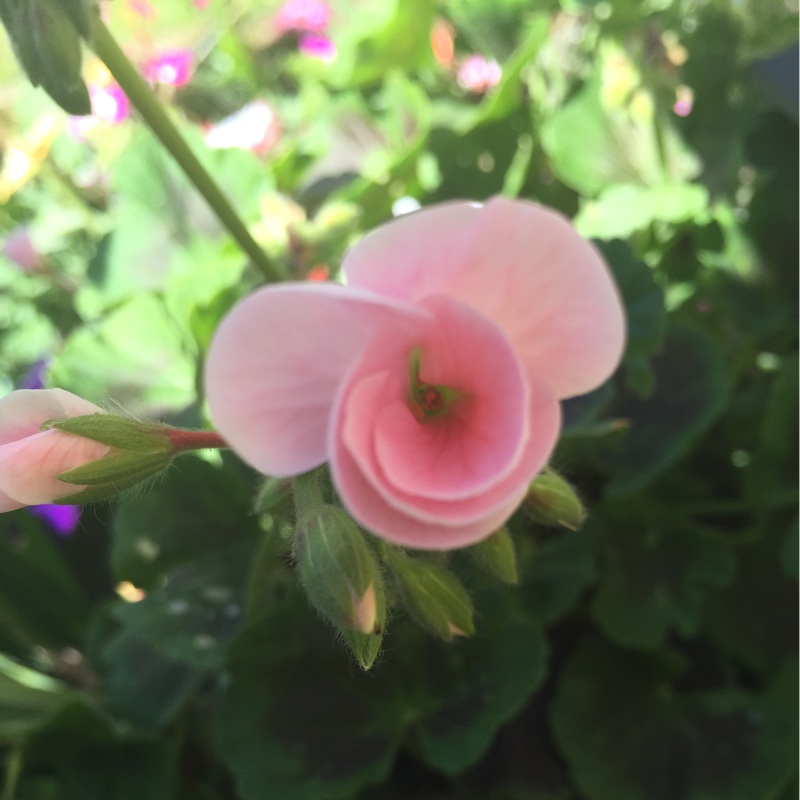 Louise's garden