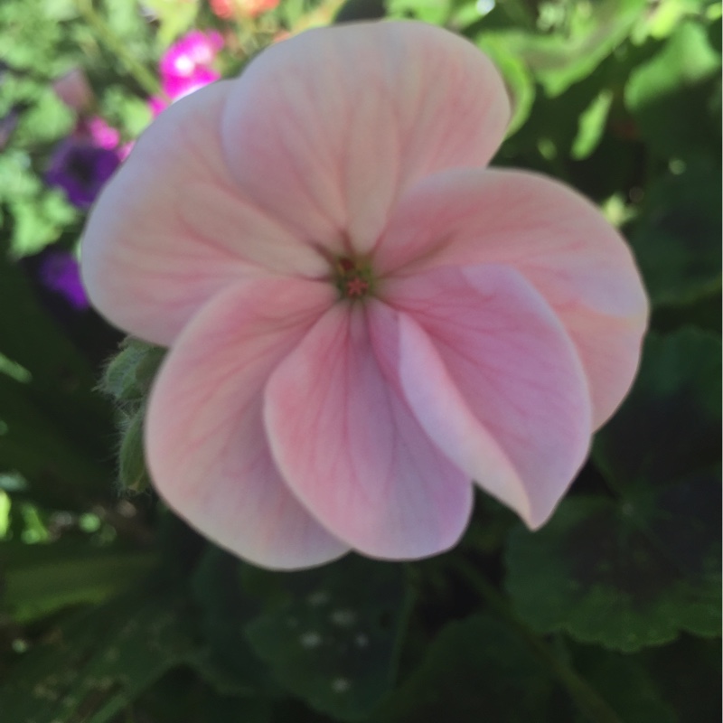 Louise's garden