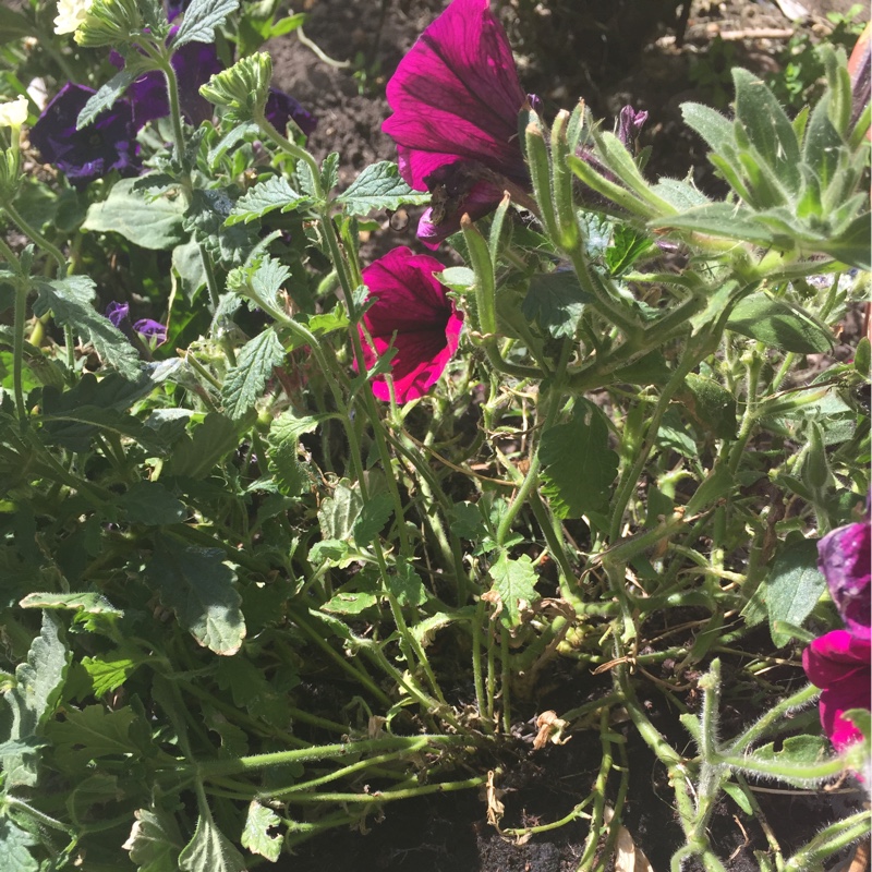 Louise's garden