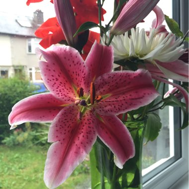 Lily 'Star Gazer' (Oriental)
