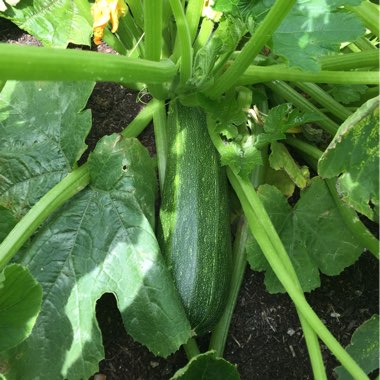 Courgette 'Astia' F1