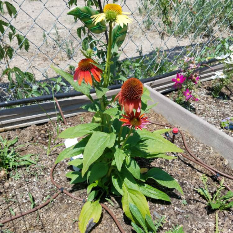 Plant image Echinacea 'Cheyenne Spirit' (Pink)