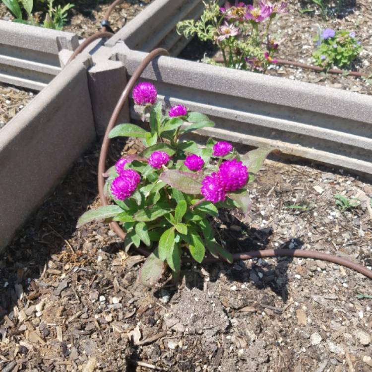 Plant image Gomphrena globosa 'Buddy Purple'