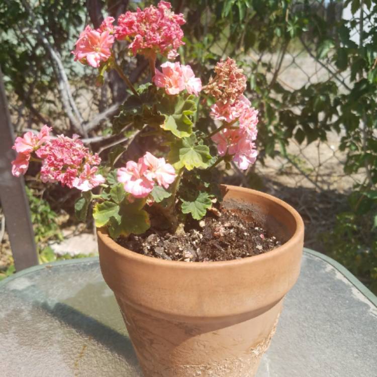 plant image 775910