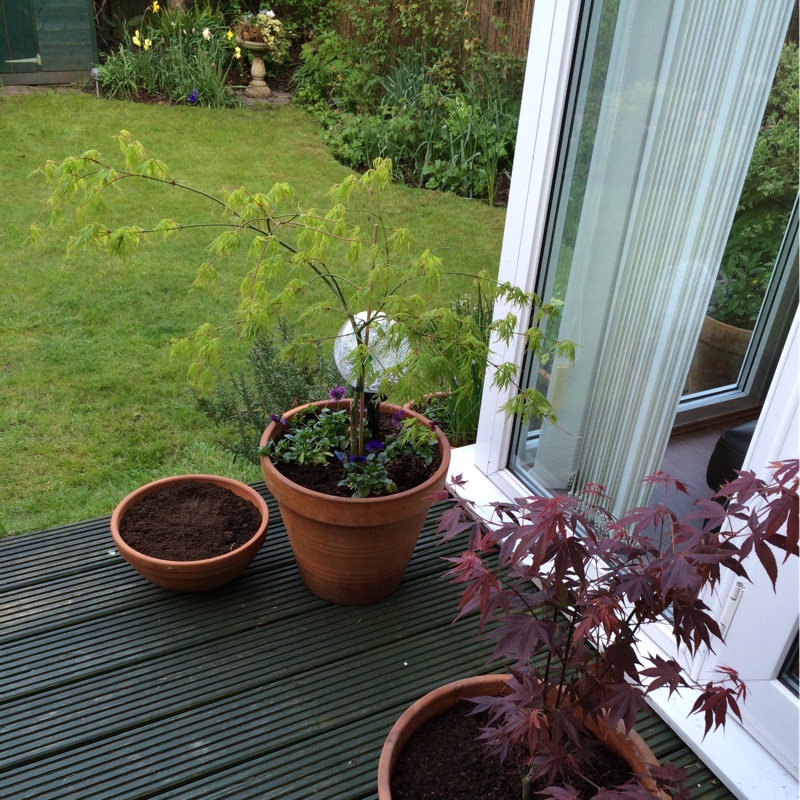 Plant image Acer japonicum 'Aconitifolium'