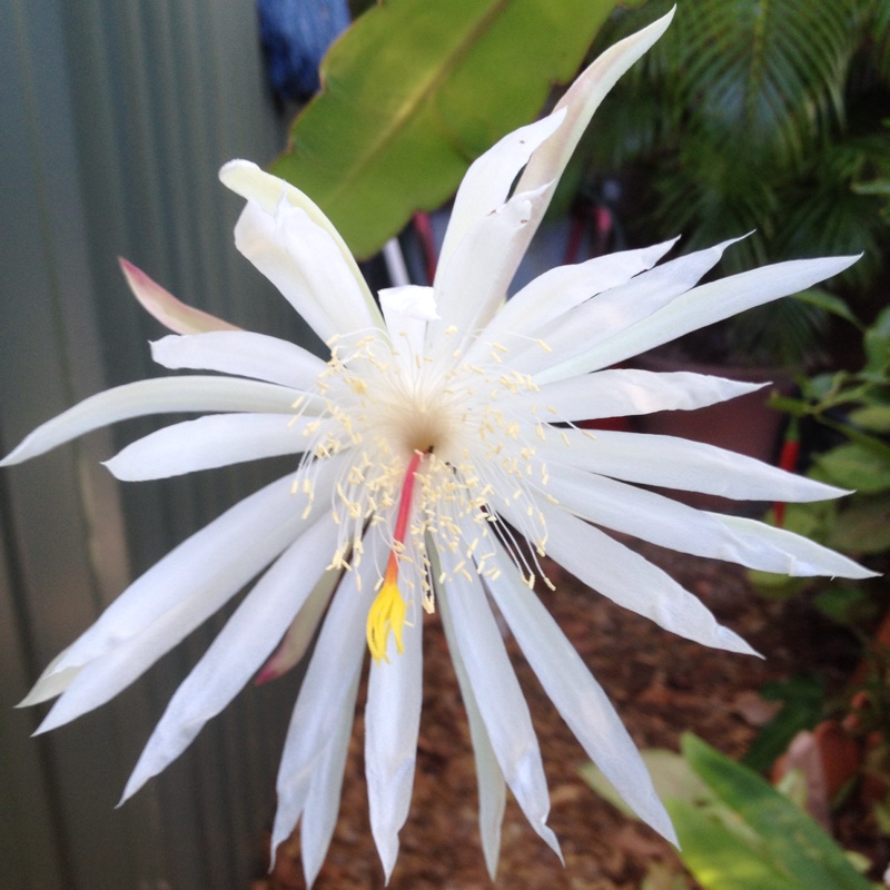 Epiphyllum