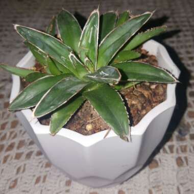 Agave 'victoriae-reginae'