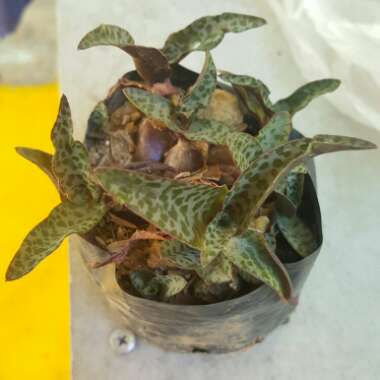 Silver Squill