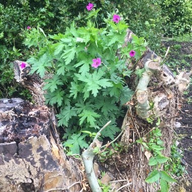 Geranium