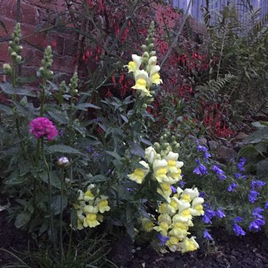 Louis's garden
