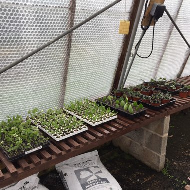 Louis's garden