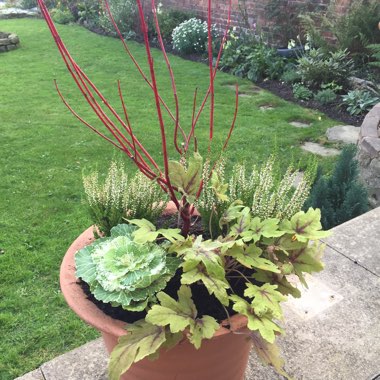 Louis's garden