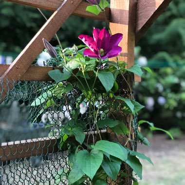 Louisa's garden