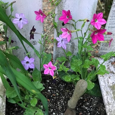 Louisa's garden