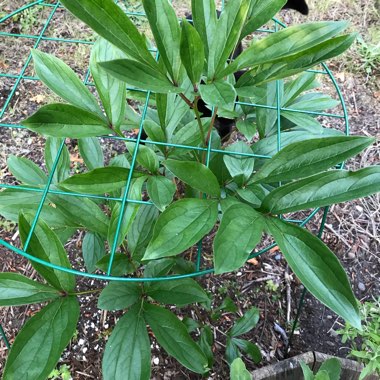 Louisa's garden