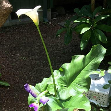 Louisa's garden