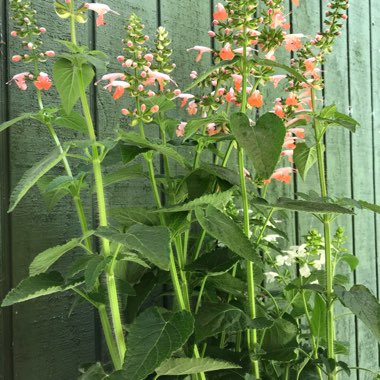Louisa's garden