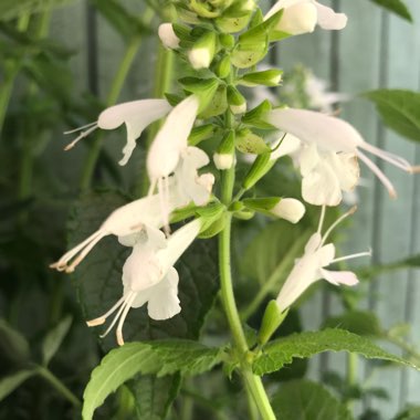 Louisa's garden