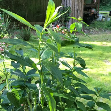 Louisa's garden