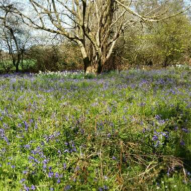 Hyacinthoides non-scripta